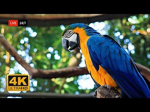 🌴 Live 24/7: Stunning Parrot in 4K Ultra HD | Relaxing Nature Stream