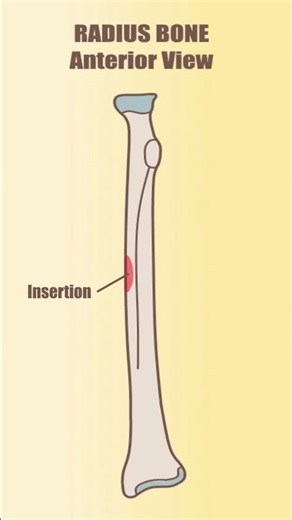 Pronator Teres Muscle Insertion #muscles #muscleanatomy #anatomytutorial