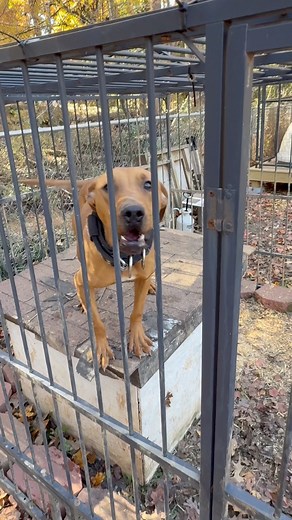 McNabb’s Askari Msichana 😍 | Sino McNabb