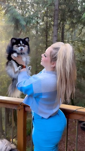 Smokeyyyyy!! Extreme micro FULL grown! #pomskymoments #pomskyobsessed #pomskycommunity #pomskyworld #pomskycuteness #pomskypuppies #pomskynation #pomskysofinstagram #pomskygram #pomskylovers #pomskyoftheday #pomskylove #pomskypuppy #pomsky | Portland Pomskies