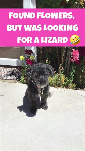 Cockapoo found flowers