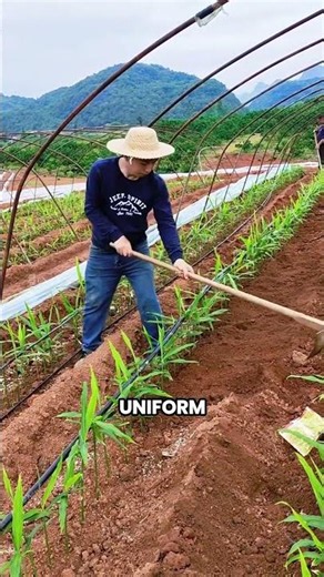 The Farming Technique That Makes Giant Ginger Grow