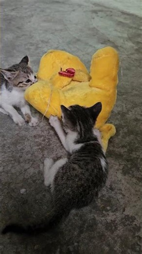 Kittens playing with pikachu. #cat #billi #ke #bachche #kitten #pikachu