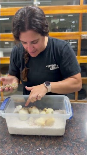 Ball pythons aren’t just beautiful they’re one of the most unique snakes out there!🤩