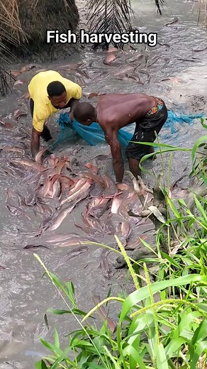 1.7M views · 19K reactions | Tips on fish harvesting: ✅️Timing:...