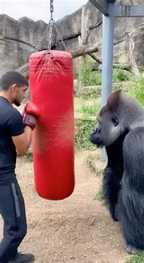 Gorilla's First Boxing Lesson!