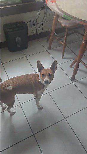 Tiny Terrier, Big Energy! 🐾😂 Rat Terrier x Jack Russell Steals the Show かわいい！