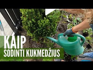 Kaip sodinti kukmedžius / Tiesiai iš MO muziejaus sodo