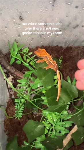 #funny #gecko #reptile #pets #animalenthusiast
