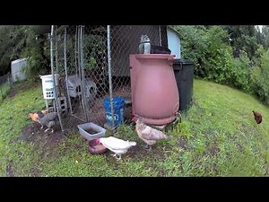 Bobcat killing more chickens. The camera only caught him taking one.