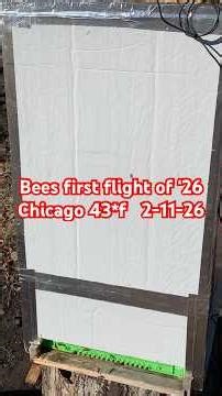 🐝Condensing Beehives Work!🐝 43*f 2-11-26 @whitetailsandwildlife #bees #wildlife #saskatraz