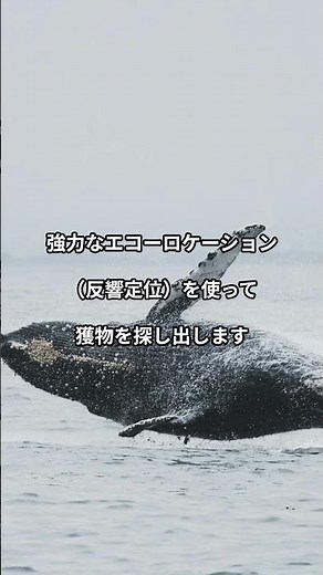 深海のハンター！マッコウクジラの狩りの秘密＃マッコウクジラ＃深海ハンター＃ダイオウイカとの戦い＃エコーロケーション＃海の王者
