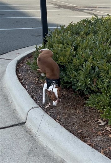 Playful Boston Terrier's Handstand Potty Trick