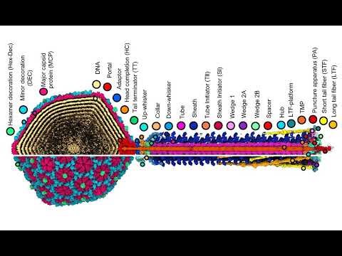 Unveiling the Microscopic World: How Detailed Phage Maps Can Revolutionize Health and