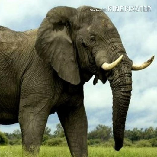 Elephant Trumpet 4 🐘 🔊