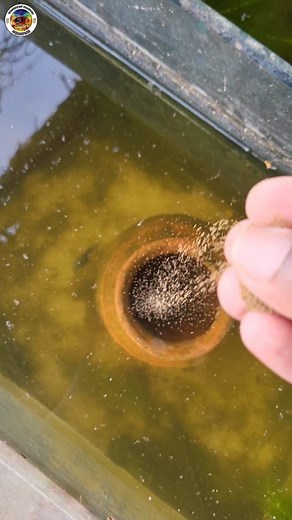 Vivasayin Paarvai Aquatics on Instagram: "😍Polar parrot breeding setup 🐟 | vivasayin parvai aquatics | flowerhorn fish farm in coimbatore flowerhorn fish farm in Coimbatore Shop location📍 search - vivasayin parvai aquatics in Google 📍- contact number - 6379463102 | #fishinglife #flyfishing #fisherman #catchandrelease #fishingtrip #fisherman #shimano #fishinglife #trout #fishingtrip #trout #catchandreleaseflowerhorn"