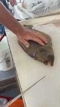 How to fillet a fluke (summer flounder) #flukefillet #flounderfillet