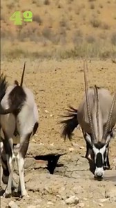 DID YOU KNOW ABOUT THE ORYX, THE DESERT ANTELOPE?