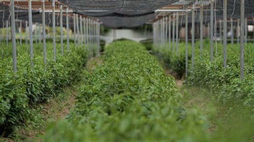 Why Uji’s matcha is the world’s most coveted green tea