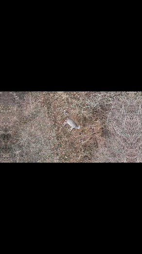 Looking for a thoughtful gift for a hunter? Consider an Alpha Drone Deer Recovery or Herd Analysis gift card from Alpha Outside! https://app.squareup.com/gift/MLWJB3EHE5GJ4/order | Alpha Drone Deer Recovery