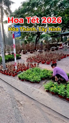 chợ hoa Xuân tết 2026 nhiều loại Bông Hoa buôn bán tấp nập tết 2026