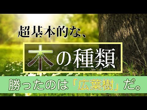 超基本的な木の種類！広葉樹と針葉樹＋α🌳🌲【もっと深くへ、、、】後編3/3