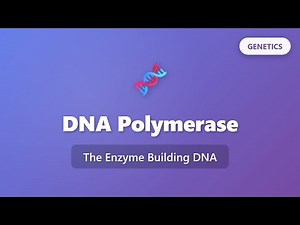 DNA Polymerase Explained: How This Enzyme Builds DNA During Replication