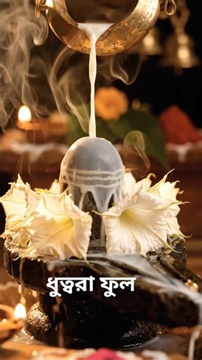 ধুত্বরা ফুল #facts #purana #flowers #shorts#mahadev#youtubeshorts