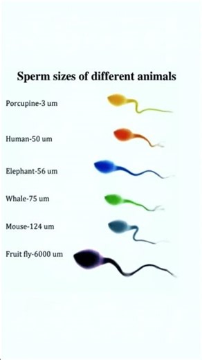 Sperm Size Comparison in Animals