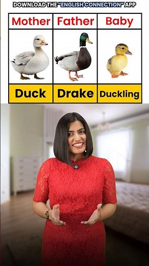 Animal Family Vocabulary in English | Male, Female & Their Babies | English Connection EC #shorts