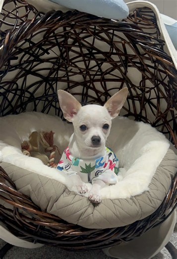 Hola soy el Lukas: chihuahua bebé divertido en casa