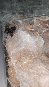 Selenocosmia Crassipes [Australian Barking Spider] Lightning fast