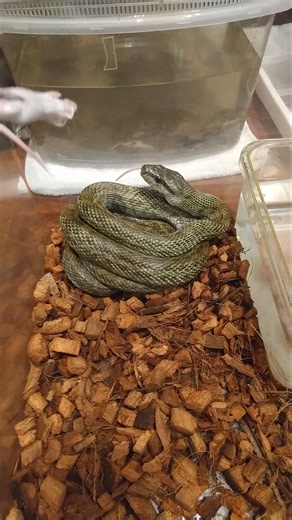 わが家のアオダイショウ【捕食シーン】