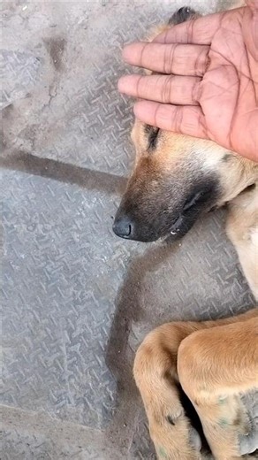 Temperature check🌡️#shorts #youtubeshorts #ytshorts #cute #cutepuppy #puppies #puppy #cutepuppies