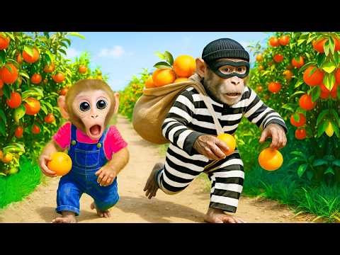 Monkey Nana Drives a JCB to Harvest Tomatoes and Catches a Thief in the Farm!