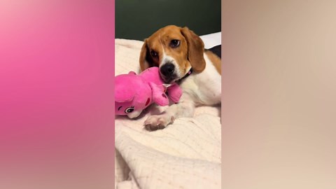 Beagle Rescued After Being Shot in the Head Twice