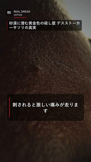 砂漠に潜む黄金色の殺し屋 デスストーカーサソリの真実