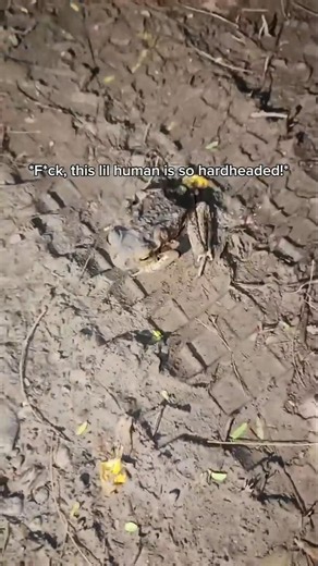 Meet the Toughest Little Toad in Asia! #youtubeshorts #memes #animals #toad