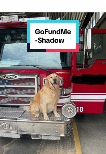 Shadow has been in my family for almost 8 years now and his energy finally caught up to him. After he got to the park, he was so excited to run he tore his ACL.. now shadow can’t run very well.. please help us raise some money for his surgery ♥️✨ link to shadows GoFundMe is in my Linktree in my bio! Go follow his progress on Instagram @ dont_stop_retrieving