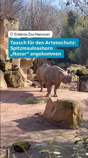 Tausch für den Artenschutz: Spitzmaulnashorn „Nasor“ in Hannover angekommen #Artenschutz #zoo