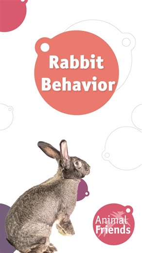 Animal Friends on TikTok