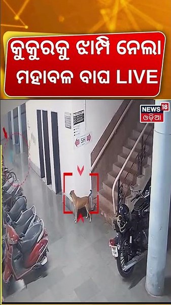 CCTV ଭିଡିଓ! Caught On Camera: Leopard Attacks Dog Inside IIT Bombay Campus, Sparks Panic