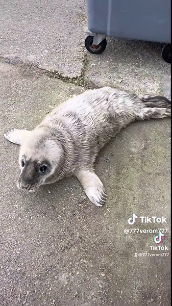 VEROM (@777verom777)’s videos with Neon Blade（DJ版） (安小飞 Remix) - 安小飞