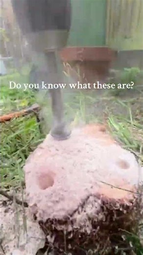 #ecoplugs #environmentallyfriendly #environment #maintenance #trees #saveourplanet