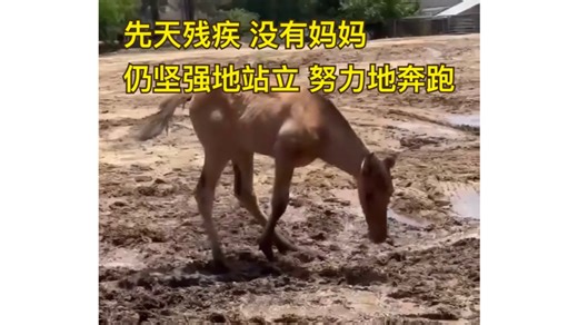 先天三条腿的孤儿小马Rocky