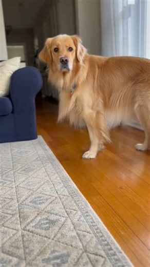 what sign was the dog given here !