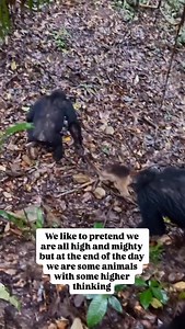 What kind of monkeys do chimpanzees eat? red colobus monkeys The main mammalian prey of chimpanzees is red colobus monkeys at all sites where the two co-oc #fblifestyle | Jerry Adriko