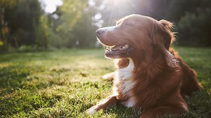 Pet-Friendly, Sustainable Products for Your Home and Yard - Eco Actions