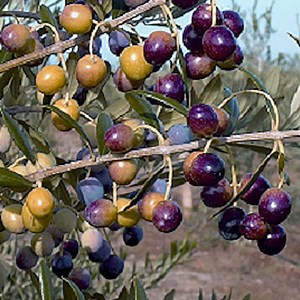 Arbequina - Alchetron, The Free Social Encyclopedia