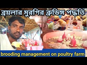 brooding management on poultry farm।। broiler chicks brooding system।। poultry farming।।